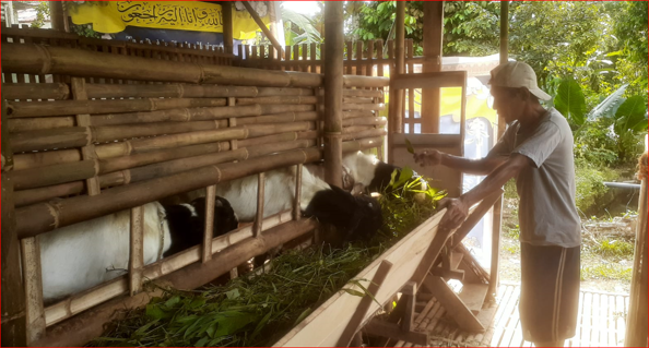 Penggemukan Kambing